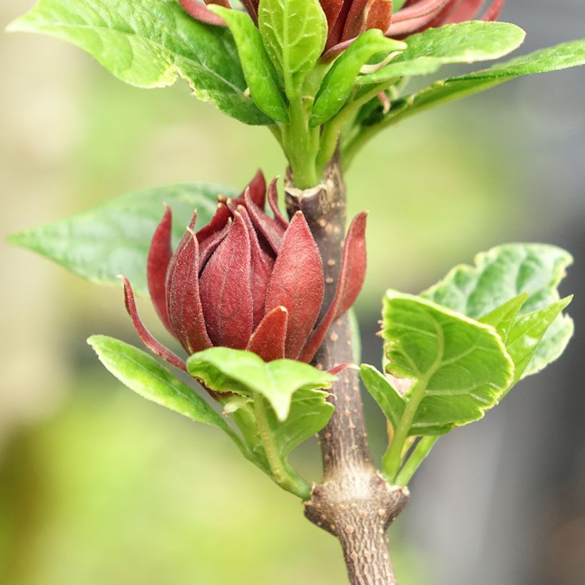 Calycanthus floridus Michael Lindsay - Árbol de las anémonas (Floración)