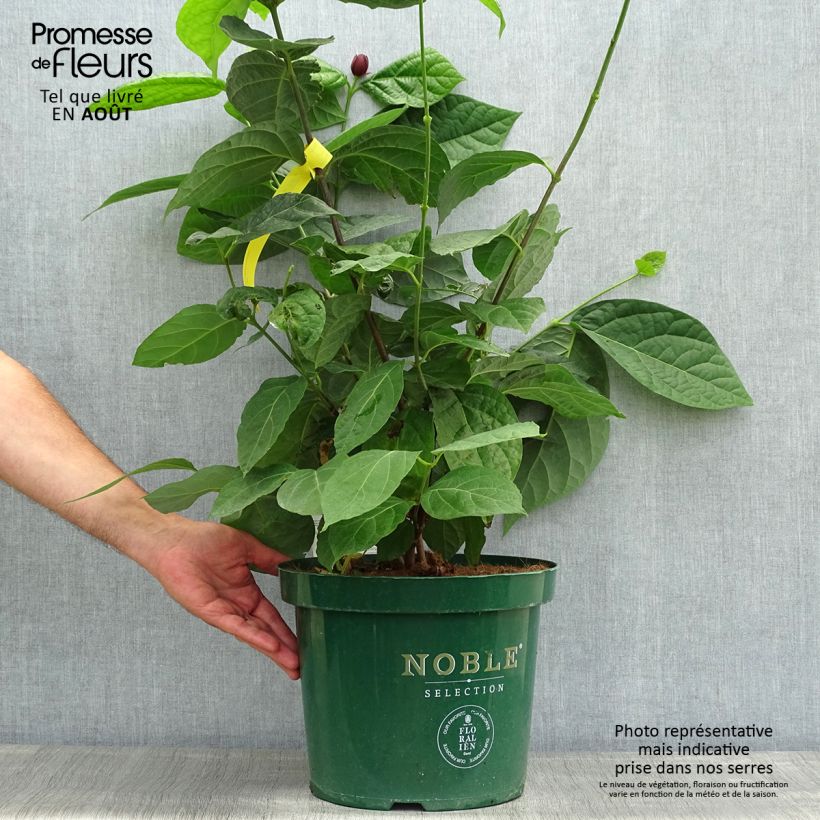 Ejemplar de Calycanthus raulstonii Hartlage Wine - Árbol de las anémonas Maceta 7,5L/10LAltura de entrega aprox. 60/70cm entregado en verano