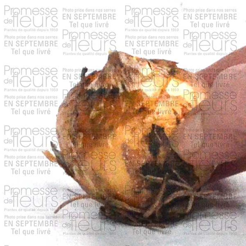 Ejemplo de ejemplar de Camassia leichtlinii Alba Bulbo calibre 12+ tal y como se entrega