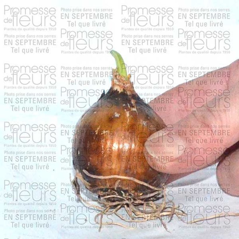 Ejemplo de ejemplar de Camassia leichtlinii Sacajawea Bulbe tal y como se entrega