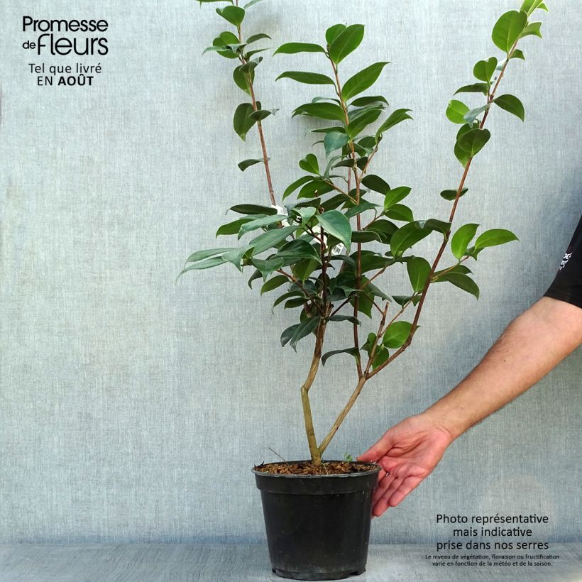 Ejemplar de Camellia japonica Adolphe Audusson Maceta 4L/5LAltura de entrega aprox. 80/100cm entregado en verano
