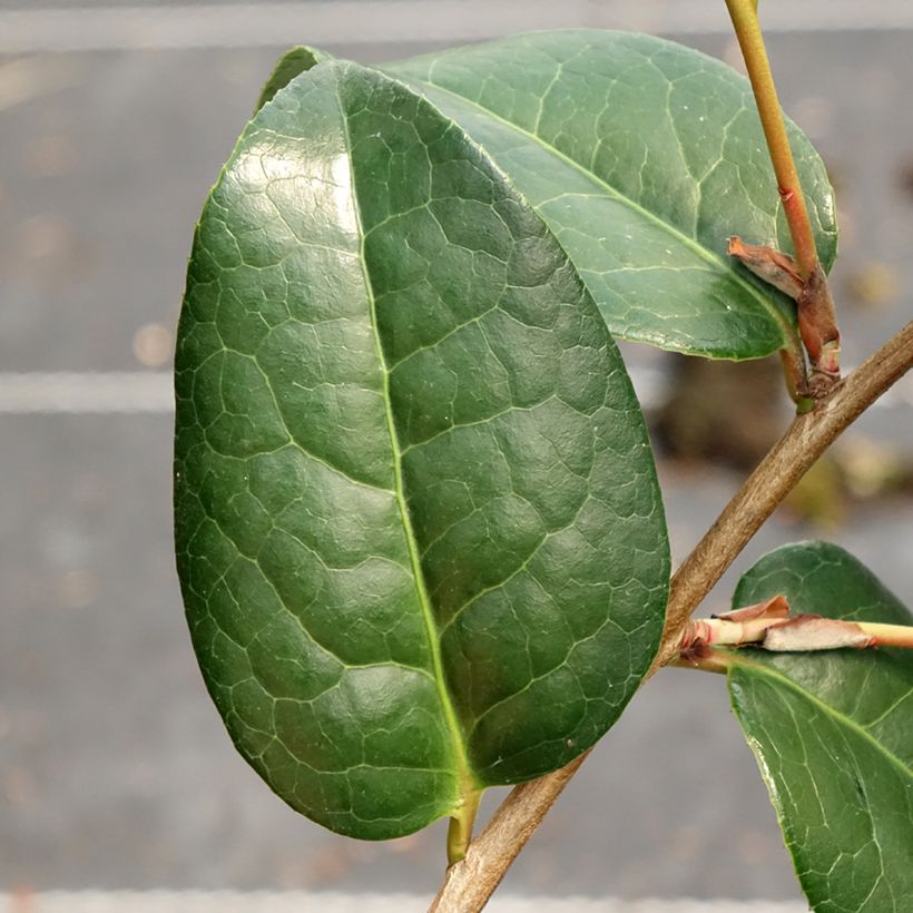 Camellia williamsii Anticipation (Follaje)