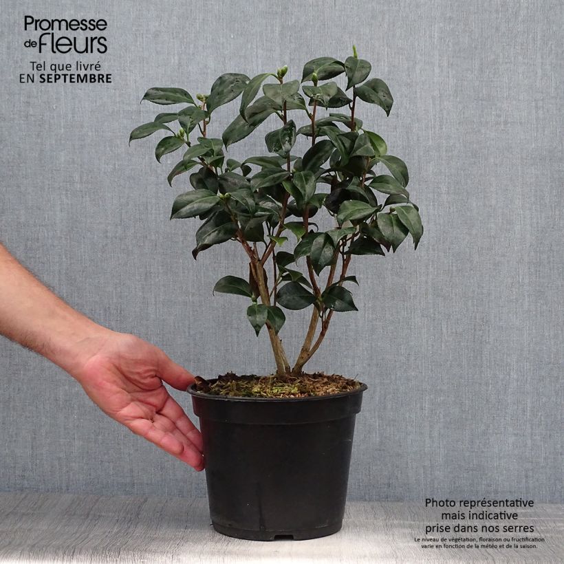 Ejemplar de Camellia japonica Bob's Tinsie Maceta 4L/5L entregado en otoño