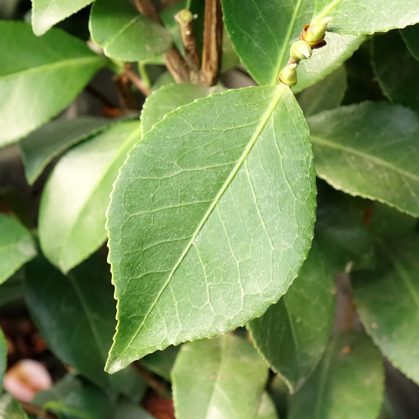 Camellia japonica Bonomiana (Follaje)