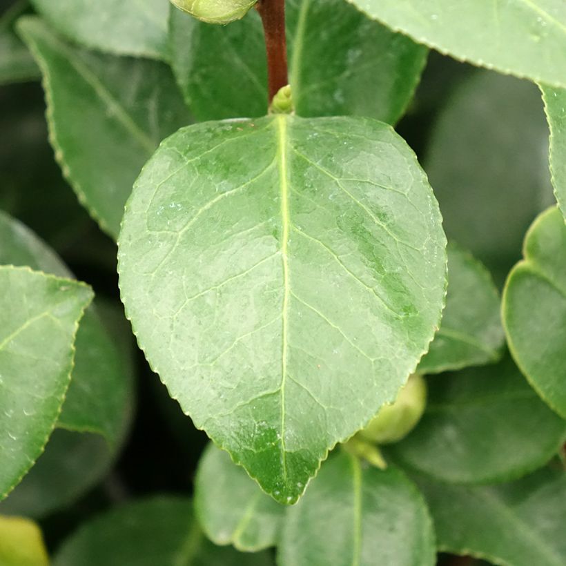 Camellia japonica Bonomiana (Follaje)