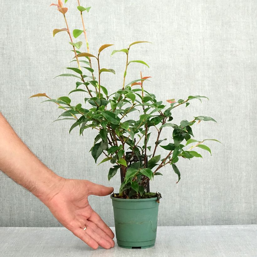 Ejemplar de Camellia Spring Festival Maceta de 12 cm / 13 cm entregado en verano