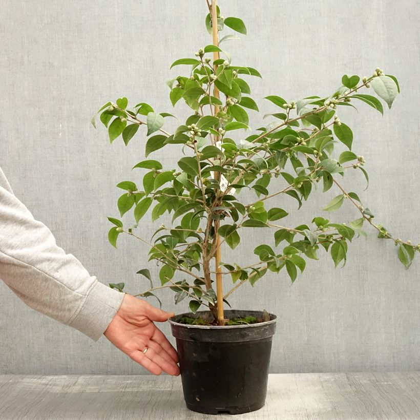 Ejemplar de Camellia Gay Baby Maceta 4L/5L entregado en otoño