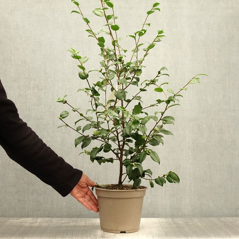 Ejemplar de Camellia lutchuensis Koto No Kaori Maceta 4L/5L entregado en otoño