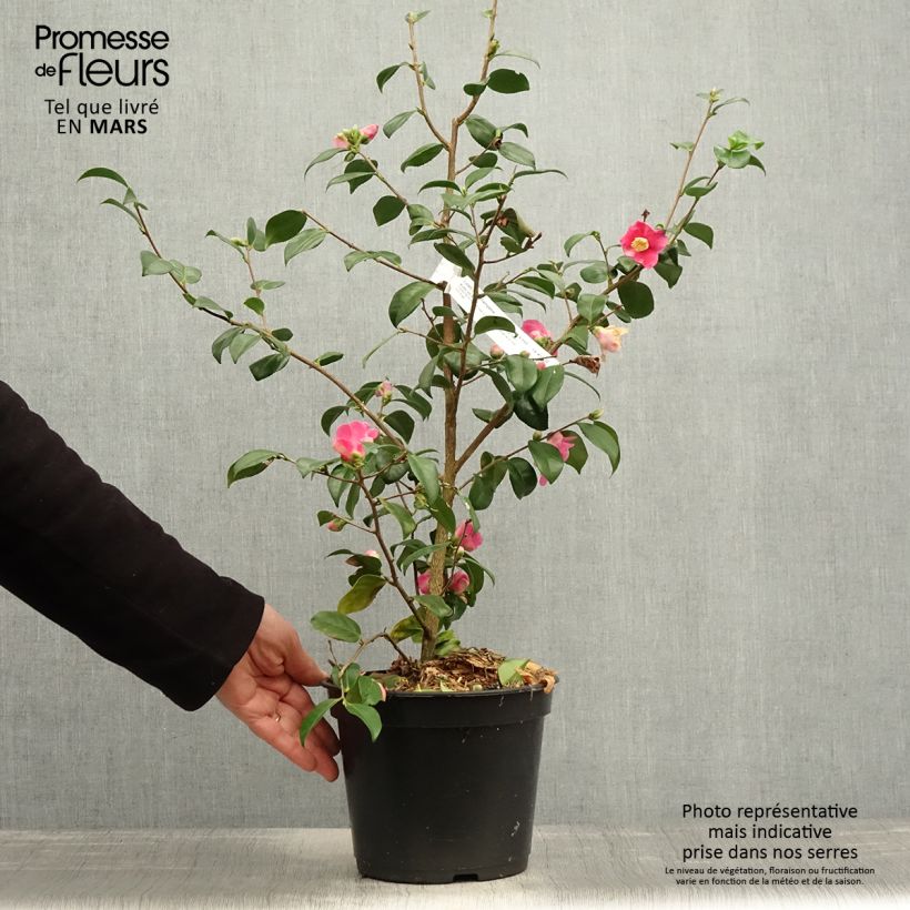 Camellia lutchuensis Koto No Kaori Maceta 4L/5LAltura de entrega aprox. 50cm Ejemplar entregado en la primavera
