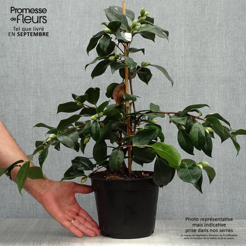 Ejemplar de Camellia japonica chandleri Elegans Maceta 4L/5L entregado en otoño