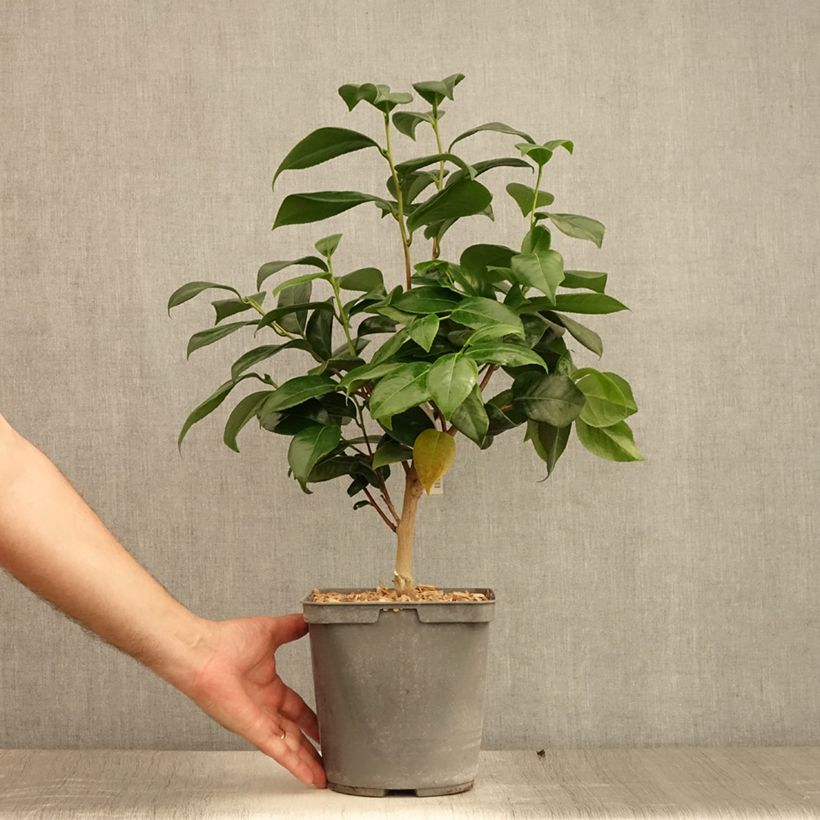 Ejemplar de Camellia japonica Nuccio's Jewel Maceta 3L/4LAltura de entrega aprox. 40/60cm entregado en verano