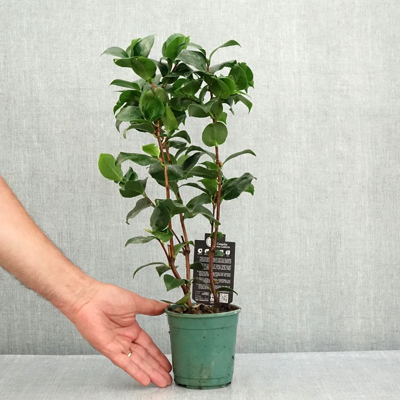 Ejemplar de Camellia japonica Comte de Gomer Maceta de 12 cm / 13 cm entregado en verano