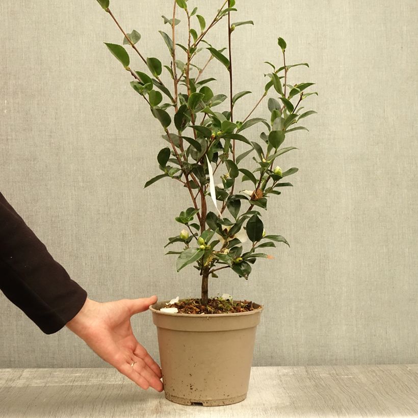 Ejemplar de Camellia sasanqua Narumi Gaita - Camelia de otoño Maceta 4L/5L entregado en otoño