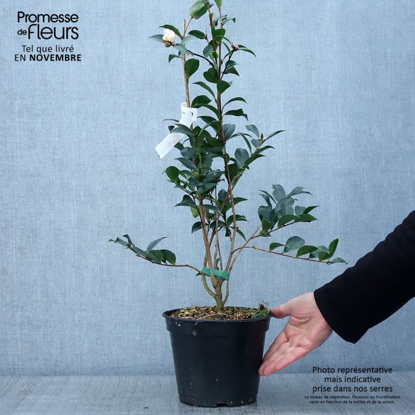 Ejemplar de Camellia sasanqua Choji Guruma - Camelia de otoño Maceta 4L/5L entregado en otoño