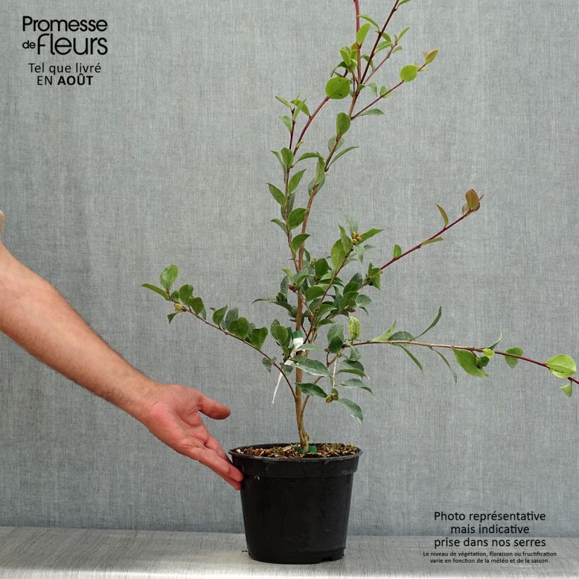 Ejemplar de Camellia sasanqua Choji Guruma - Camelia de otoño Maceta 4L/5LAltura de entrega aprox. 50/60cm entregado en verano