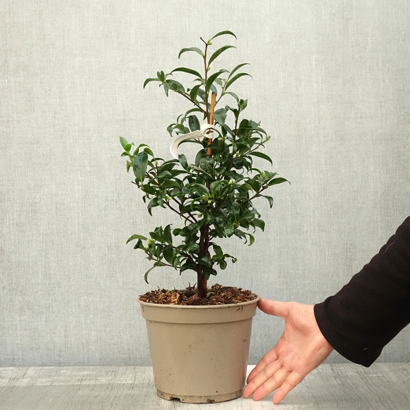 Ejemplar de Camellia sasanqua Frosted Star - Camelia de otoño Maceta 4L/5L entregado en otoño