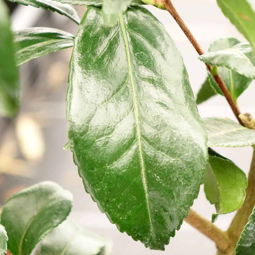 Camellia sasanqua Hinode-Gumo - Camelia de otoño (Follaje)