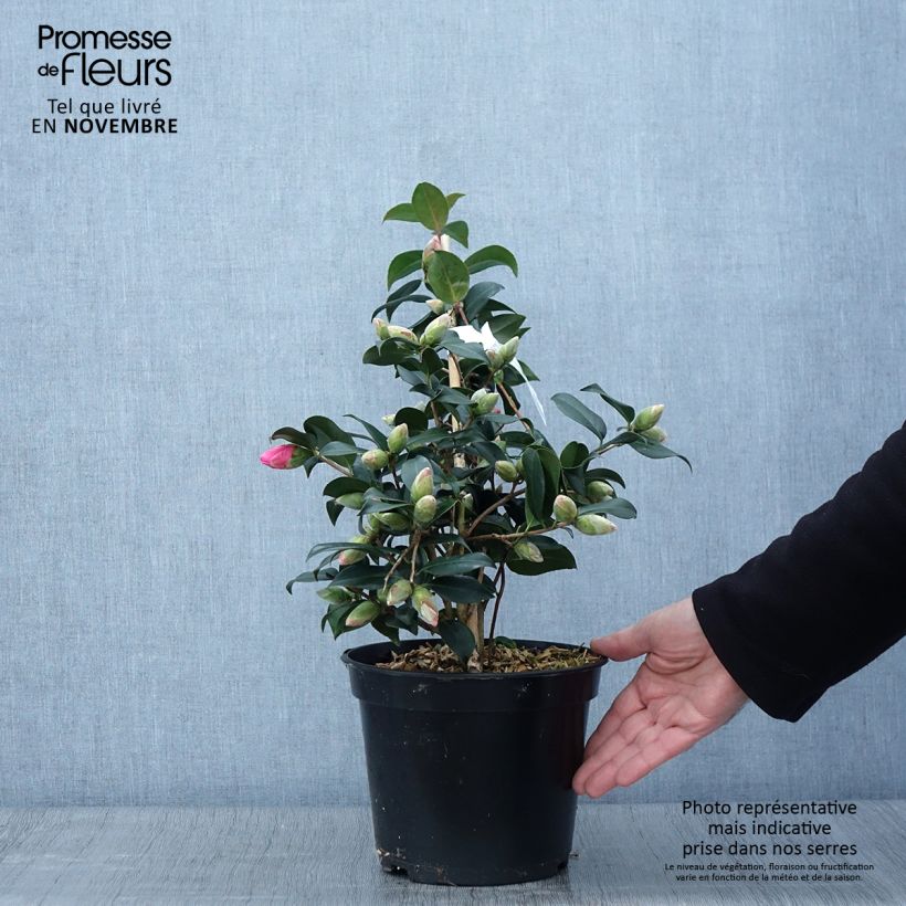 Ejemplar de Camellia williamsii Donation Maceta 4L/5L entregado en otoño