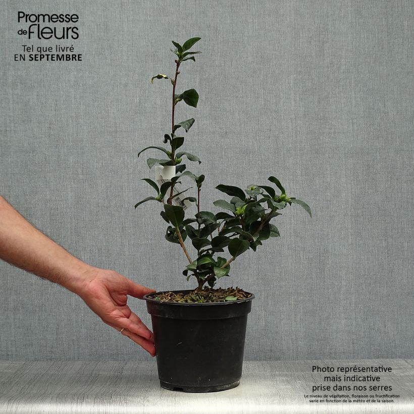 Ejemplar de Camellia reticulata Fiesta Grande Maceta 3L/4L entregado en otoño