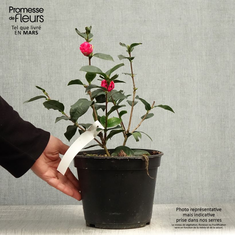 Camellia reticulata Fiesta Grande Maceta 3L/4L Ejemplar entregado en la primavera