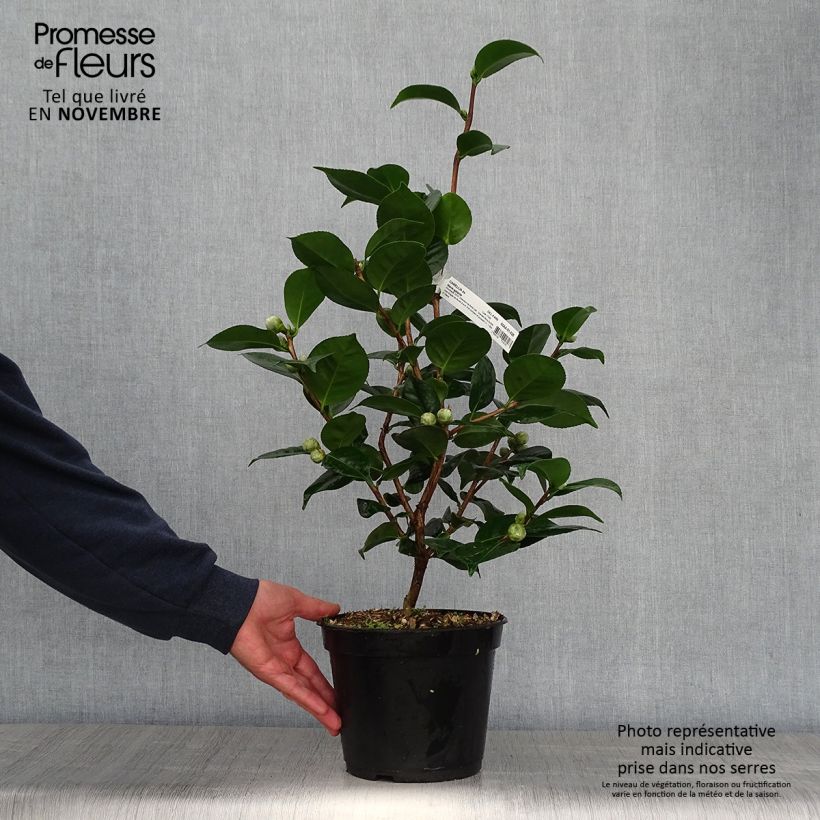 Ejemplar de Camellia japonica Marie-Galante Maceta 4L/5L entregado en otoño