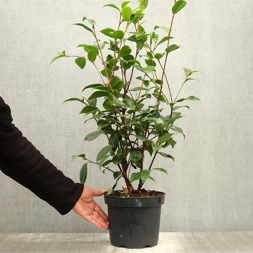 Ejemplar de Camellia japonica Mark Alan Maceta 4L/5L entregado en otoño