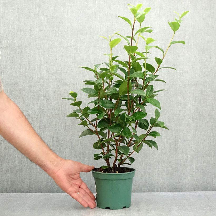 Ejemplar de Camellia japonica Mrs Tingley Maceta de 12 cm / 13 cm entregado en verano