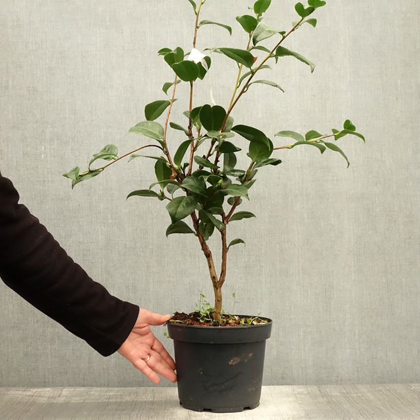Ejemplar de Camellia japonica Nuccio's Cameo Maceta 4L/5L entregado en otoño