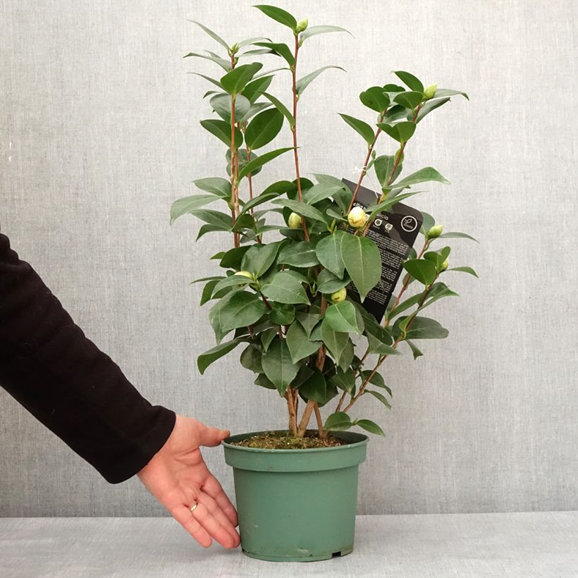 Camellia japonica Nuccio's Gem Maceta 2L/3L Ejemplar entregado en invierno