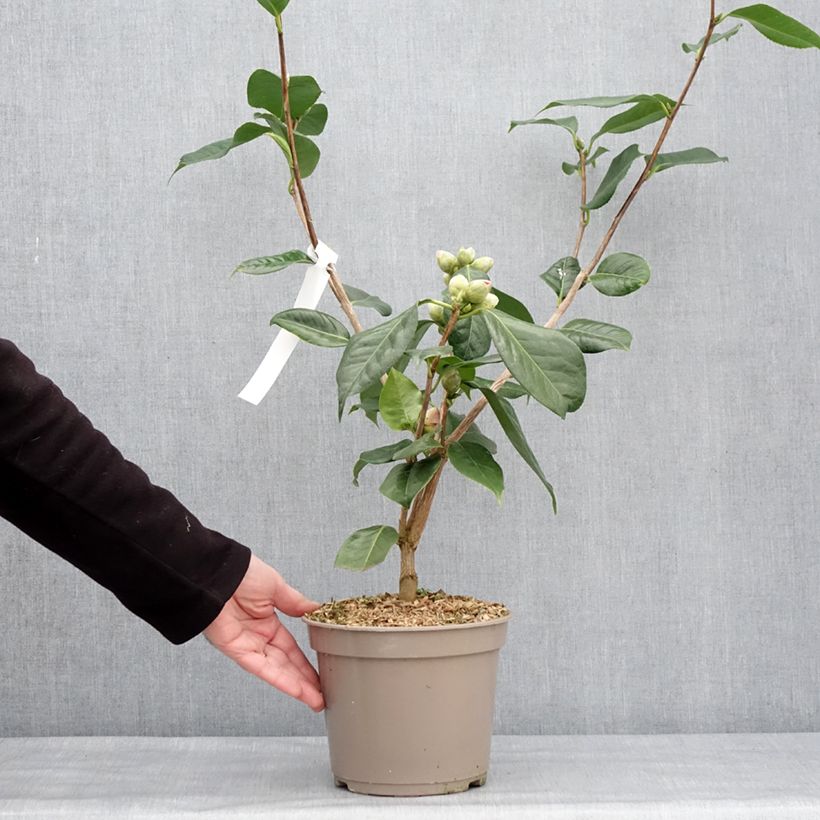 Camellia x reticulata Den Burton Maceta 4L/5L Ejemplar entregado en invierno