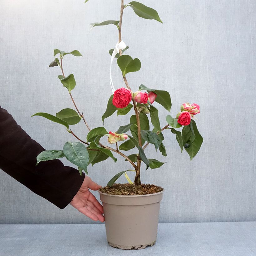 Camellia x reticulata Den Burton Maceta 4L/5LAltura de entrega aprox. 30/40cm Ejemplar entregado en la primavera