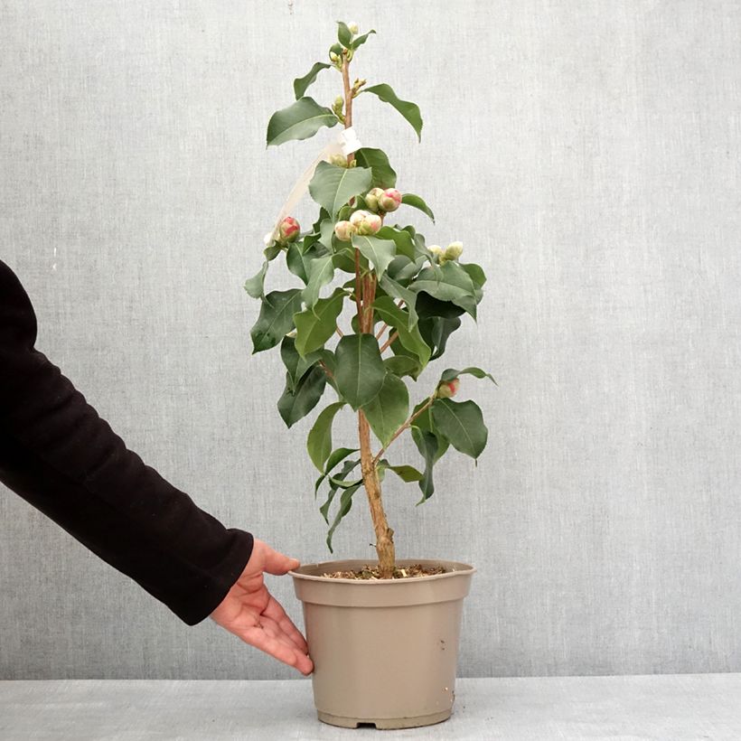 Camellia reticulata Larry Piet Maceta 4L/5L Ejemplar entregado en invierno