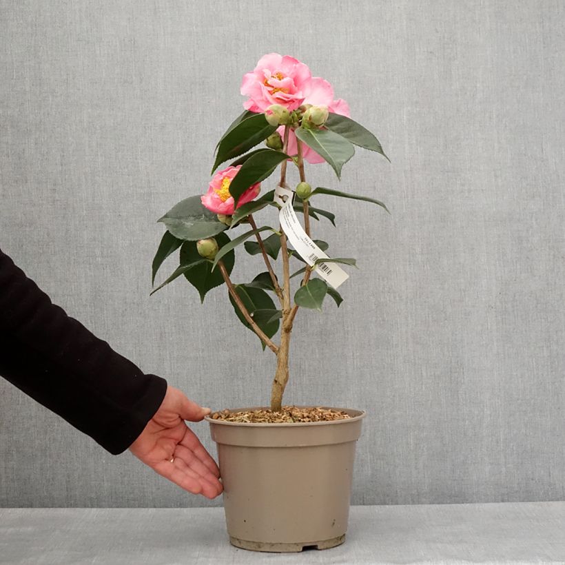 Camellia reticulata Lasca Beauty Maceta 4L/5L Ejemplar entregado en invierno