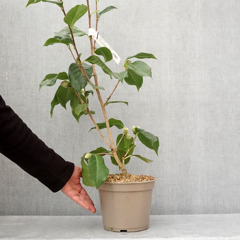 Camellia reticulata Lila Naff Maceta 4L/5L Ejemplar entregado en invierno