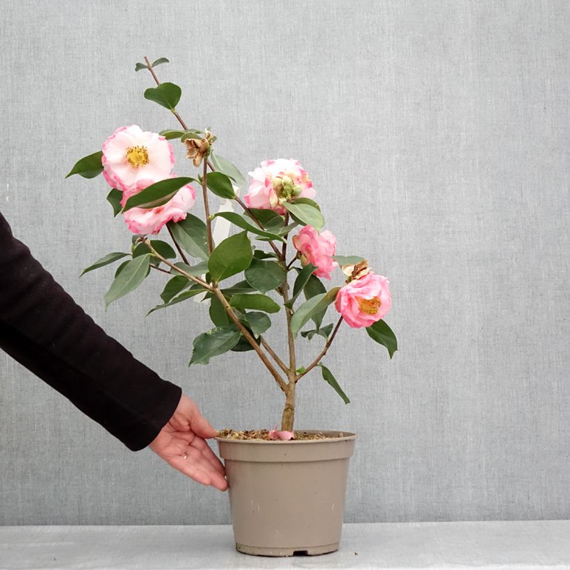 Camellia reticulata Lila Naff Maceta 4L/5LAltura de entrega aprox. 30/40cm Ejemplar entregado en la primavera