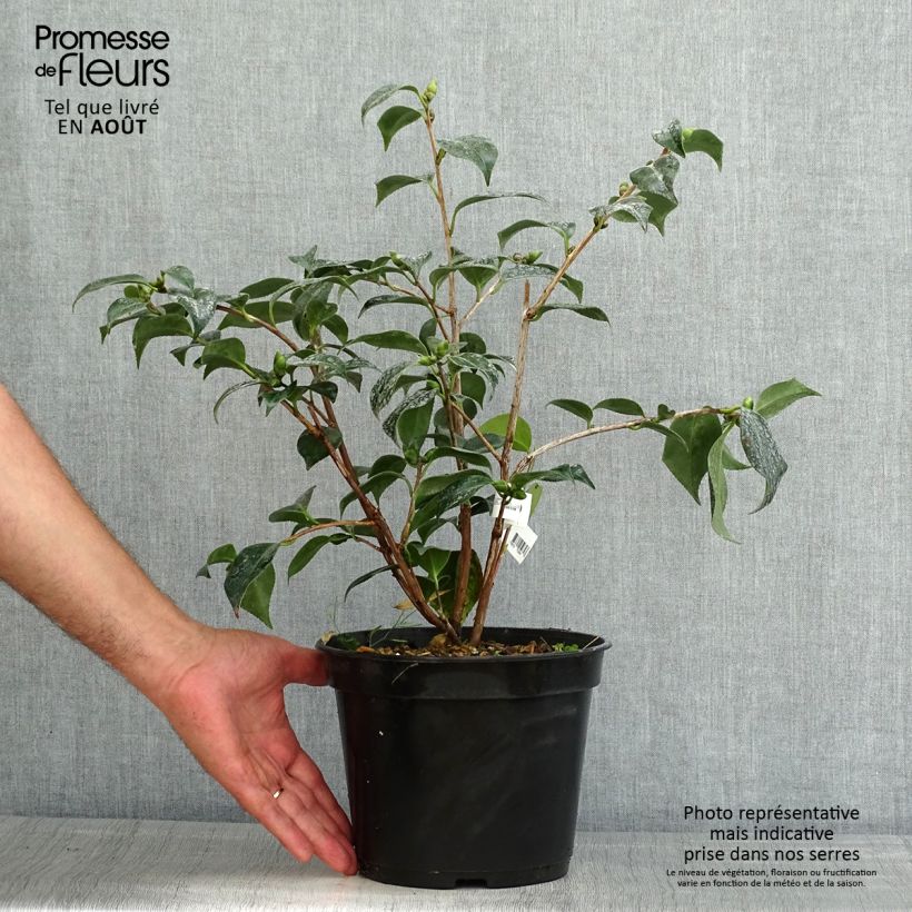 Ejemplar de Camellia japonica Robert Lasson Maceta 4L/5LAltura de entrega aprox. 40/50cm entregado en verano