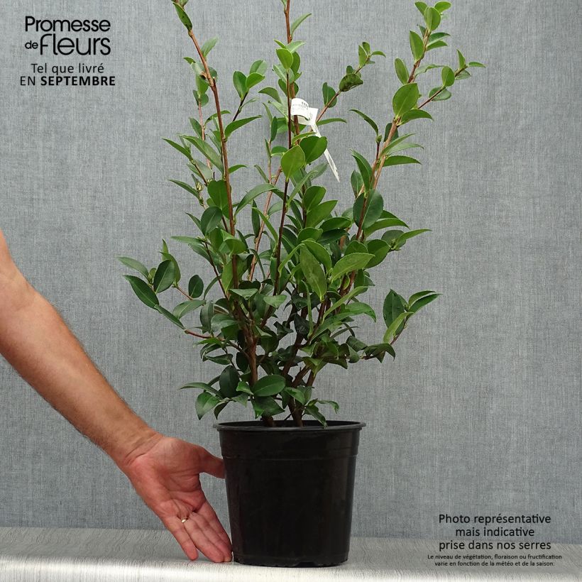 Ejemplar de Camellia sasanqua Kanjiro - Camelia de otoño Maceta 3L/4L entregado en otoño