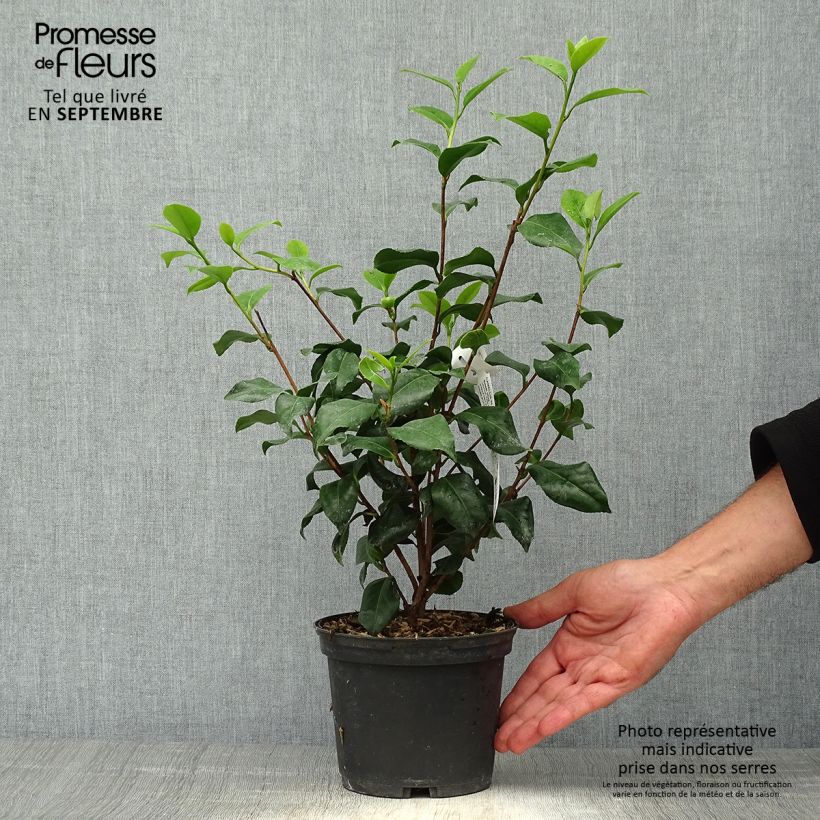 Ejemplar de Camellia japonica Sweet Olive Maceta 2L/3L entregado en otoño