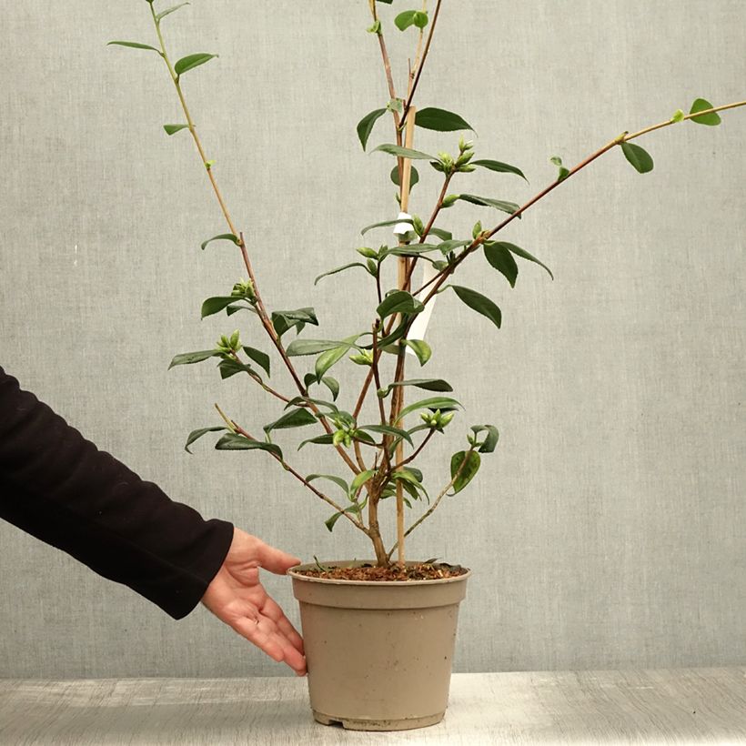 Ejemplar de Camellia williamsii Tulip Time Maceta 4L/5L entregado en otoño