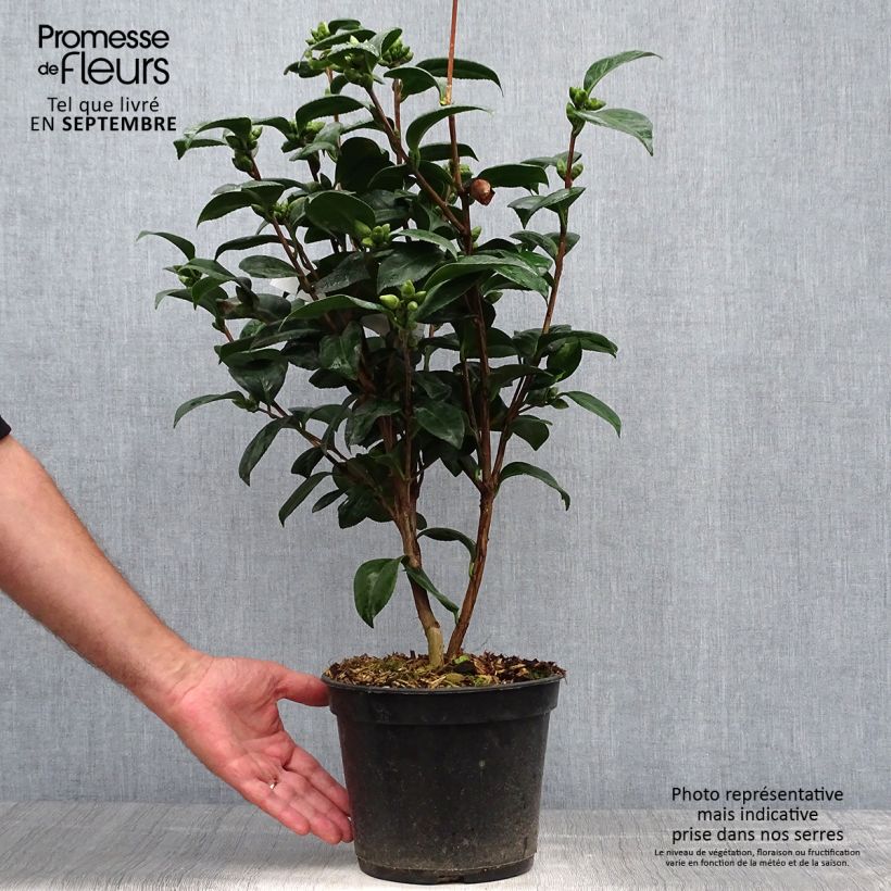 Ejemplar de Camellia japonica Valtevareda Maceta 4L/5L entregado en otoño