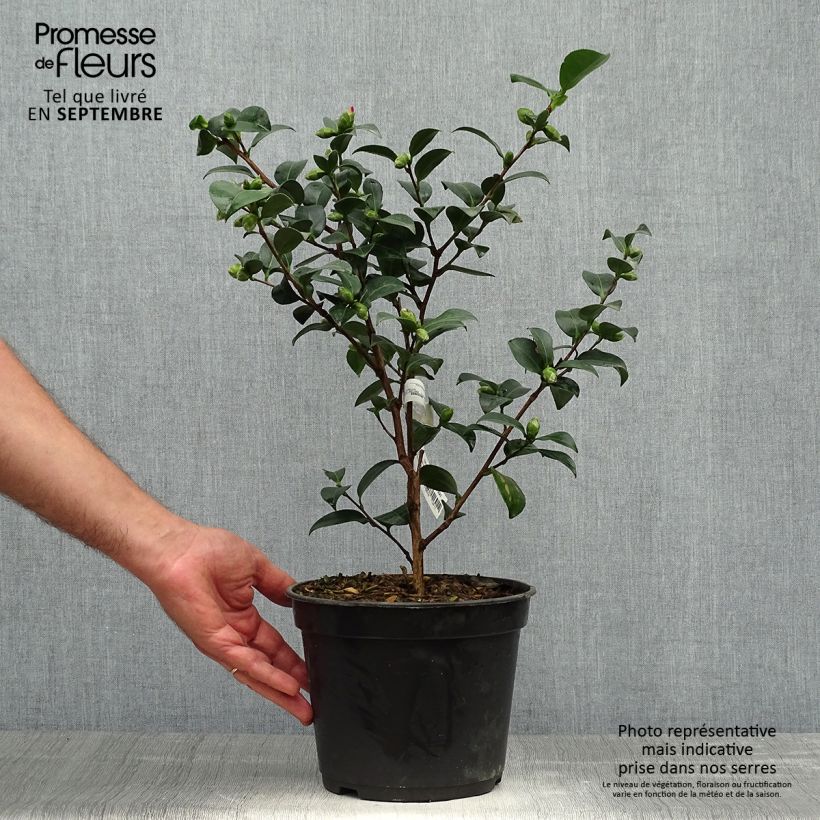Ejemplar de Camellia sasanqua Belinda - Camelia de otoño Maceta 4L/5L entregado en otoño