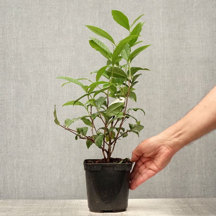 Ejemplar de Planta de té Théojardin Maceta 2L/3LAltura de entrega aprox. 20/30cm entregado en verano