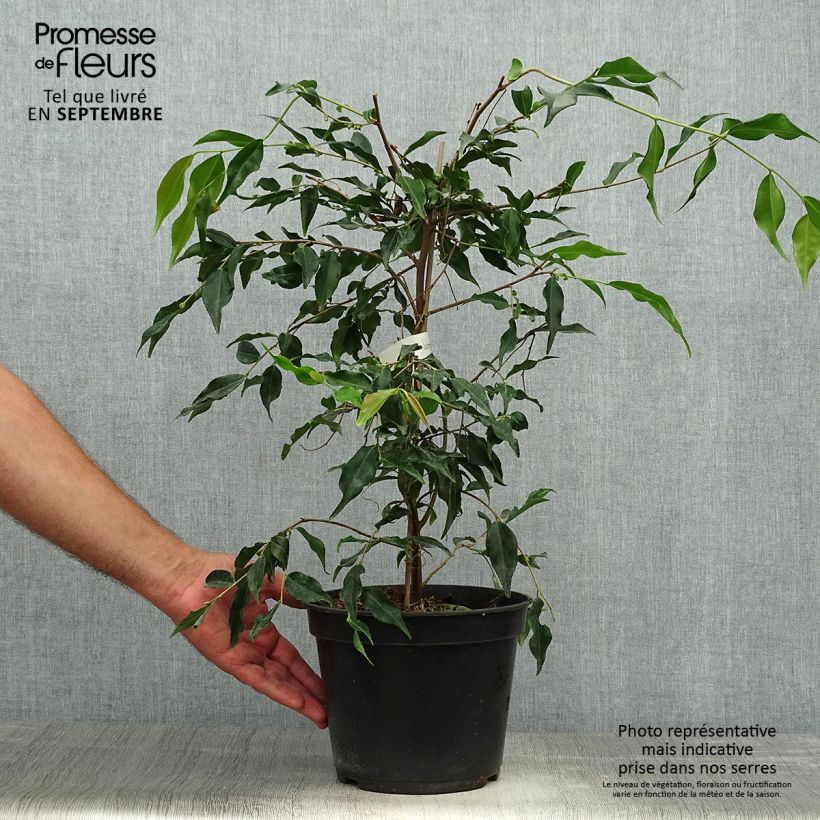 Ejemplar de Camellia - Camellia tsaii Maceta 4L/5L entregado en otoño