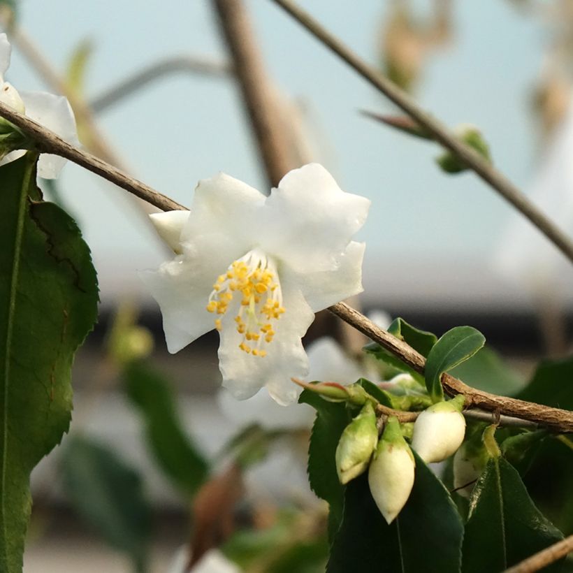 Camellia - Camellia tsaii (Floración)
