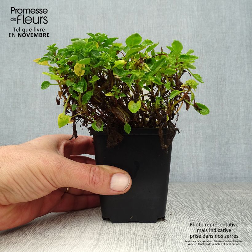Ejemplar de Campanula cochleariifolia Maceta de 8/9 cm entregado en otoño