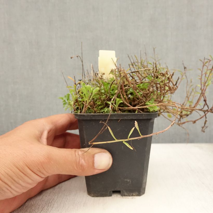 Ejemplar de Campanula cochleariifolia - Campanule à feuilles de cochléaire Godet de 9cm entregado en verano