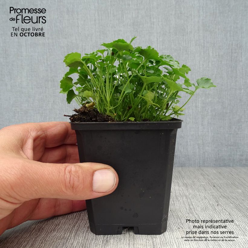 Ejemplar de Campanula poscharskyana Resholt Variety Maceta de 8/9 cm entregado en otoño