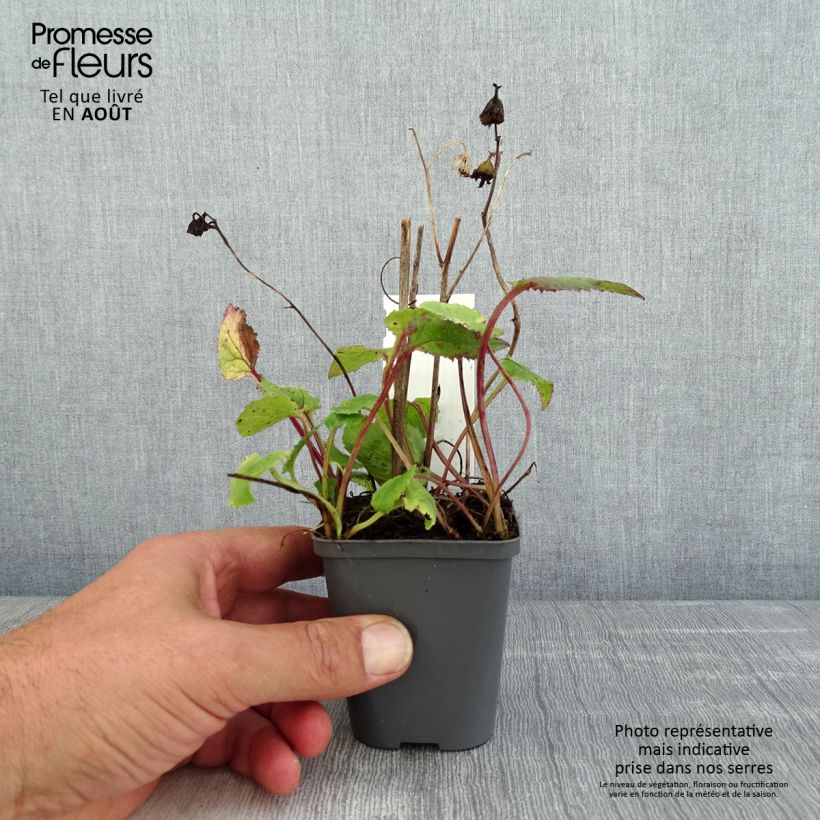 Ejemplar de Campanula punctata Rubriflora - Campanule ponctuée Godet de 8/9cm entregado en verano