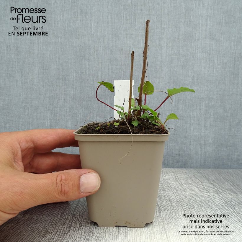 Ejemplar de Campanula rapunculoides - Campanule fausse raiponce Godet de 9cm entregado en verano