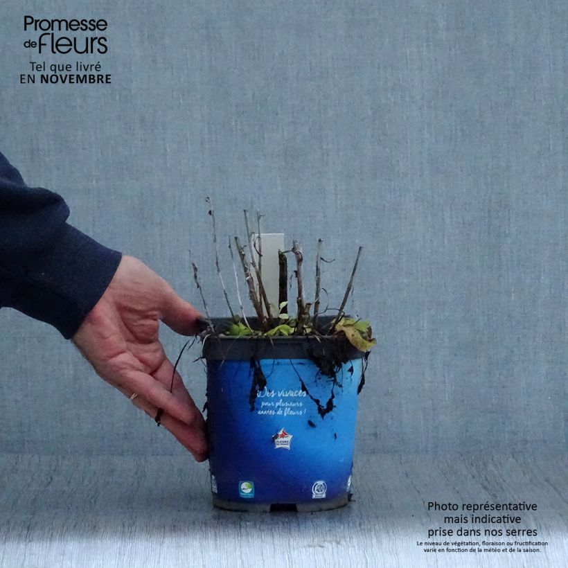 Ejemplar de Campanula glomerata Superba Maceta 2L/3L entregado en otoño